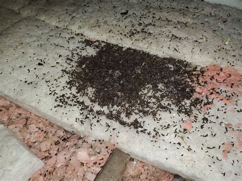 It gets into the soil mostly from bird and <b>bat</b> droppings. . How long does histoplasmosis live in bat guano
